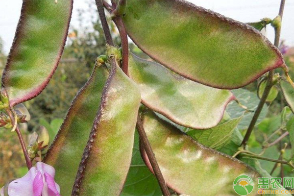 扁豆的種植方法和管理技術(shù)-圖片版權(quán)歸惠農(nóng)網(wǎng)所有