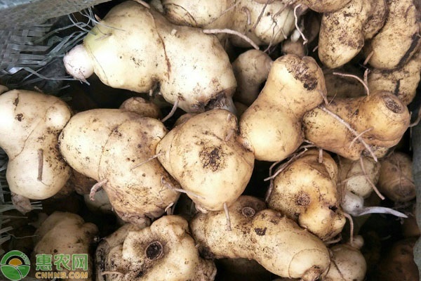 黃精的種植方法技術(shù)和管理-圖片版權(quán)歸惠農(nóng)網(wǎng)所有