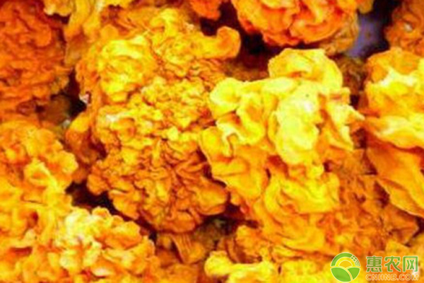 金耳菌的種植方法栽培技術-圖片版權歸惠農(nóng)網(wǎng)所有