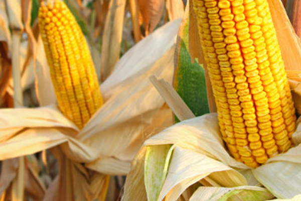 中国十大高产玉米品种