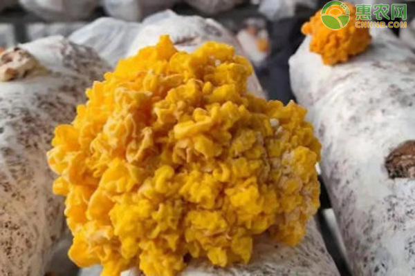 金耳菌的種植方法栽培技術-圖片版權歸惠農(nóng)網(wǎng)所有