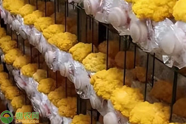 金耳菌的種植方法栽培技術-圖片版權歸惠農(nóng)網(wǎng)所有