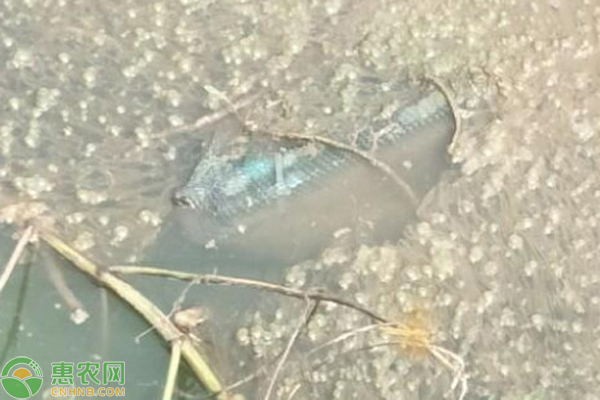 魚塘水起泡怎么處理？-圖片版權(quán)歸惠農(nóng)網(wǎng)所有