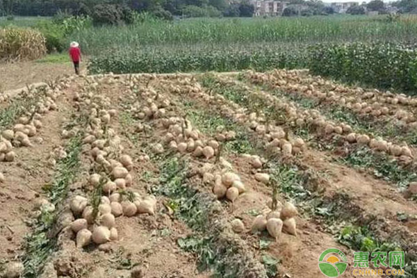 地蘿卜怎么種植方法如下？-圖片版權(quán)歸惠農(nóng)網(wǎng)所有