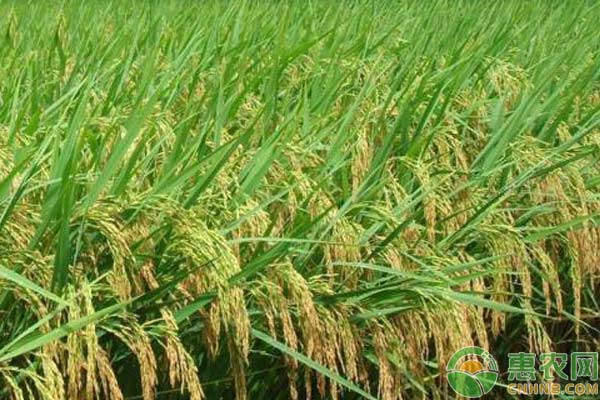 紅米的種植管理方法-圖片版權(quán)歸惠農(nóng)網(wǎng)所有