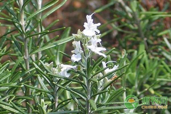 迷迭香的種植條件和種植方法-圖片版權(quán)歸惠農(nóng)網(wǎng)所有