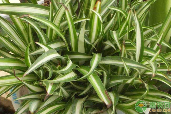 吊蘭的種植方法與養(yǎng)護-圖片版權歸惠農網所有