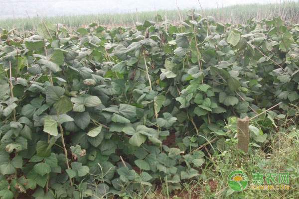 地蘿卜怎么種植方法如下？-圖片版權(quán)歸惠農(nóng)網(wǎng)所有