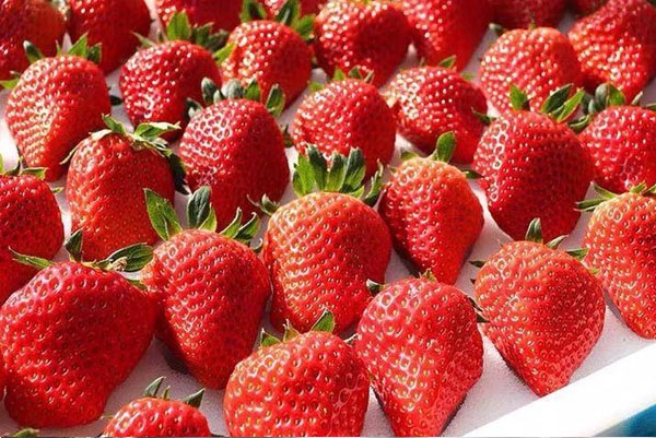 红颜草莓品种简介