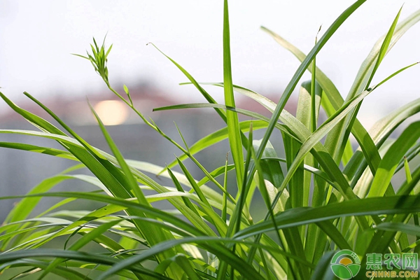 吊蘭的種植方法與養(yǎng)護-圖片版權歸惠農網所有