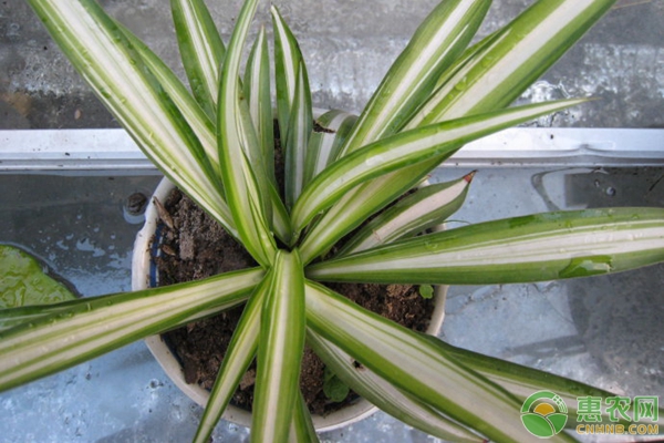 吊蘭的種植方法與養(yǎng)護-圖片版權歸惠農網所有