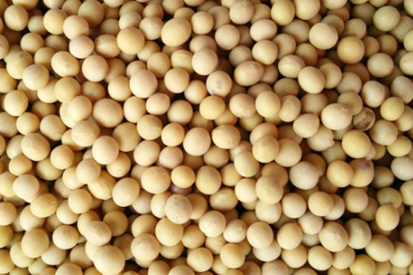 绥农52大豆品种简介
