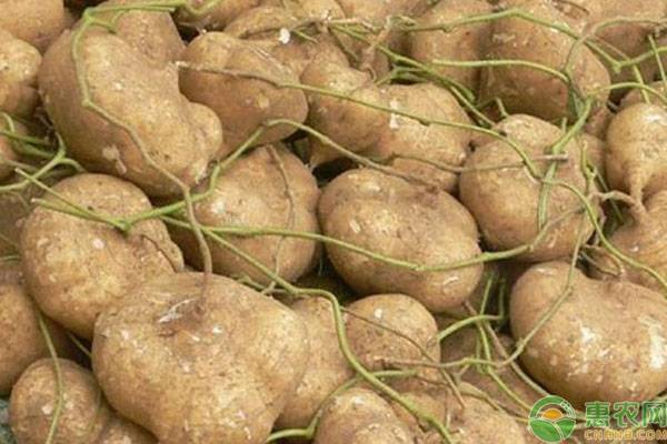 地蘿卜怎么種植方法如下？-圖片版權(quán)歸惠農(nóng)網(wǎng)所有