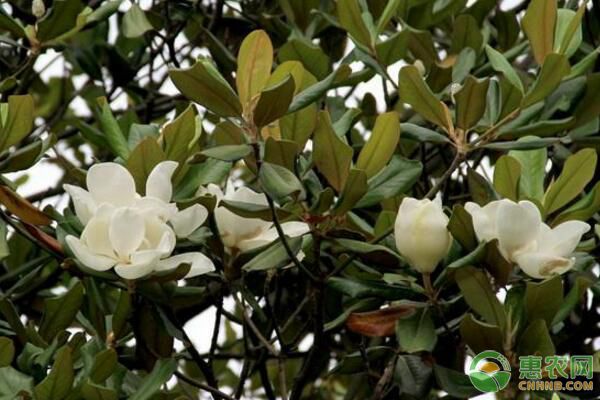 白蘭花的種植方法以及注意事項-圖片版權(quán)歸惠農(nóng)網(wǎng)所有