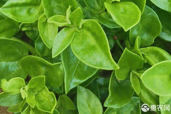 穿心蓮的種植方法和養(yǎng)護-圖片版權(quán)歸惠農(nóng)網(wǎng)所有