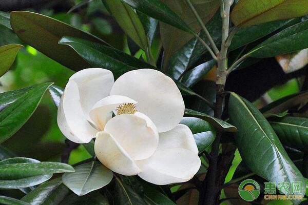 白蘭花的種植方法以及注意事項-圖片版權(quán)歸惠農(nóng)網(wǎng)所有