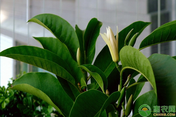 白蘭花的種植方法以及注意事項-圖片版權(quán)歸惠農(nóng)網(wǎng)所有