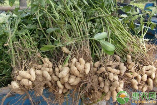 花生收獲后怎么儲藏？-圖片版權(quán)歸惠農(nóng)網(wǎng)所有
