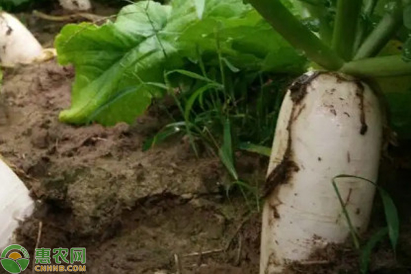 蘿卜12月種植管理要點-圖片版權(quán)歸惠農(nóng)網(wǎng)所有