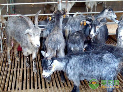 冬季羊群管理技術-圖片版權歸惠農(nóng)網(wǎng)所有