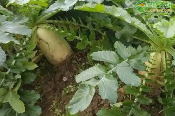 蘿卜12月種植管理要點-圖片版權(quán)歸惠農(nóng)網(wǎng)所有