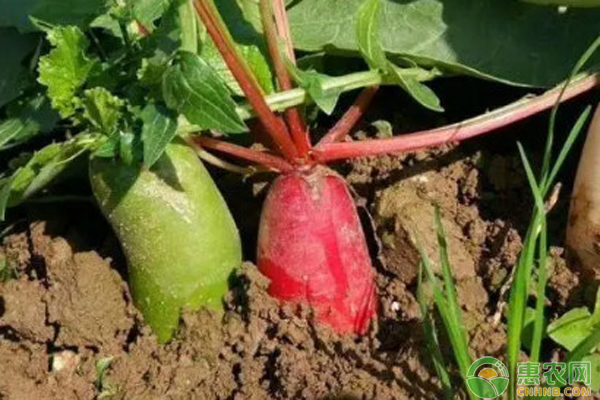 蘿卜12月種植管理要點-圖片版權(quán)歸惠農(nóng)網(wǎng)所有