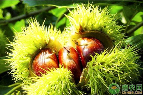 板栗樹該怎么種植方法-圖片版權(quán)歸惠農(nóng)網(wǎng)所有