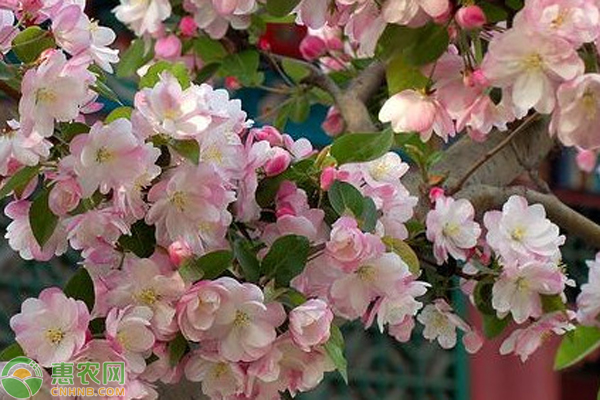 海棠花種植和養(yǎng)護(hù)方法-圖片版權(quán)歸惠農(nóng)網(wǎng)所有