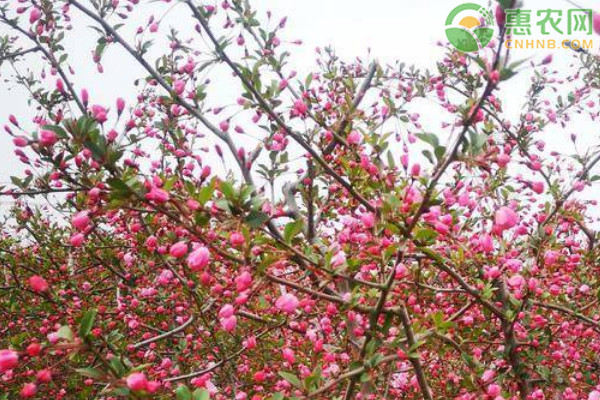海棠花種植和養(yǎng)護(hù)方法-圖片版權(quán)歸惠農(nóng)網(wǎng)所有