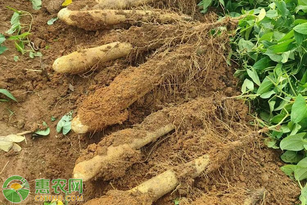 淮山的種植技術與方法-圖片版權歸惠農網所有