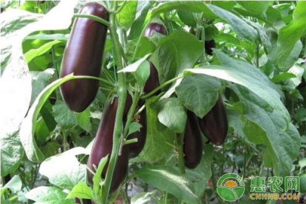 茄子不能與哪種蔬菜種在一起？-圖片版權(quán)歸惠農(nóng)網(wǎng)所有