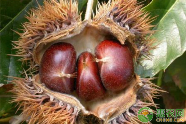 板栗種植技術(shù)技巧-圖片版權(quán)歸惠農(nóng)網(wǎng)所有