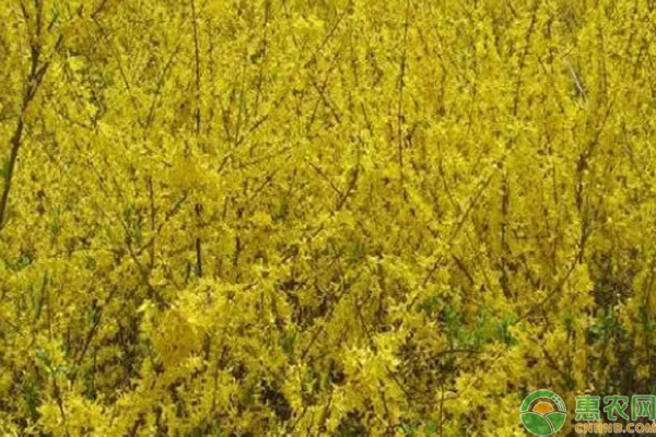 連翹的種植和剪枝方法-圖片版權(quán)歸惠農(nóng)網(wǎng)所有