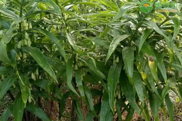 黃精種植技術(shù)方法-圖片版權(quán)歸惠農(nóng)網(wǎng)所有