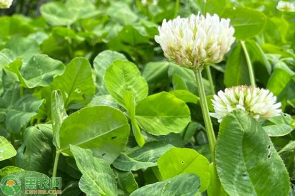 白三葉種植時間和種植方法-圖片版權(quán)歸惠農(nóng)網(wǎng)所有