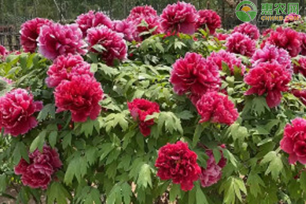 老樁牡丹花的種植方法及養(yǎng)護(hù)-圖片版權(quán)歸惠農(nóng)網(wǎng)所有