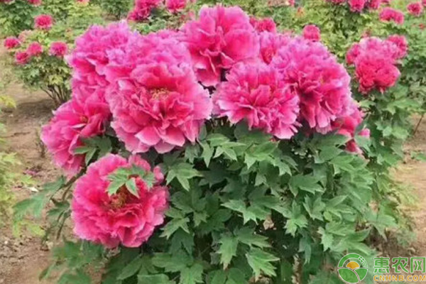 老樁牡丹花的種植方法及養(yǎng)護(hù)-圖片版權(quán)歸惠農(nóng)網(wǎng)所有