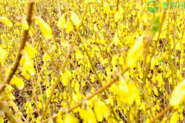 連翹的種植和剪枝方法-圖片版權(quán)歸惠農(nóng)網(wǎng)所有