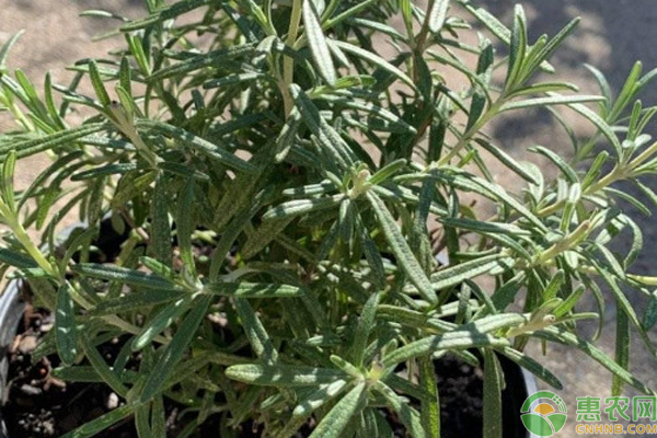 3種迷迭香的種植方法-圖片版權(quán)歸惠農(nóng)網(wǎng)所有