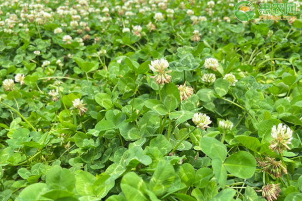 白三葉種植時間和種植方法-圖片版權(quán)歸惠農(nóng)網(wǎng)所有