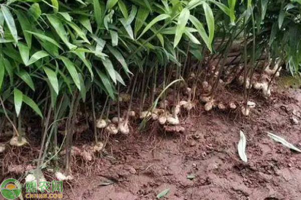 黃精種植技術(shù)方法-圖片版權(quán)歸惠農(nóng)網(wǎng)所有