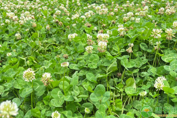 白三葉種植時間和種植方法-圖片版權(quán)歸惠農(nóng)網(wǎng)所有