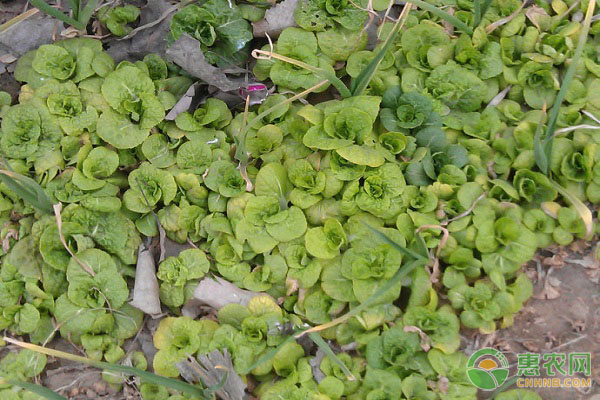 多芽甜菜心的種植方法-圖片版權(quán)歸惠農(nóng)網(wǎng)所有