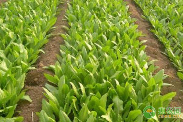 多芽甜菜心的種植方法-圖片版權(quán)歸惠農(nóng)網(wǎng)所有
