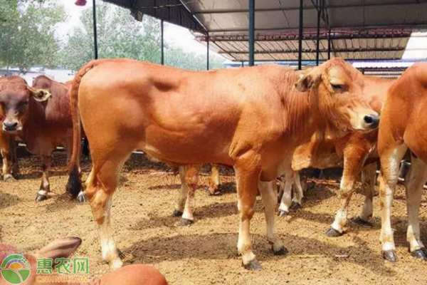 為什么牛容易出現(xiàn)不反芻現(xiàn)象？怎么防止牛不反芻？-圖片版權(quán)歸惠農(nóng)網(wǎng)所有