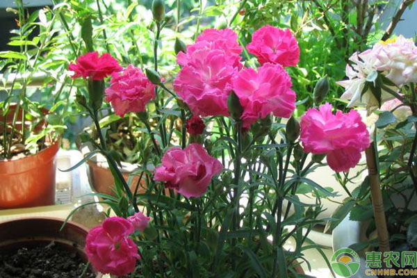 康乃馨怎么醒花？-圖片版權(quán)歸惠農(nóng)網(wǎng)所有