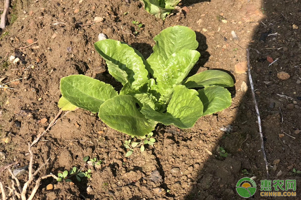 春天大白菜的種植與管理-圖片版權(quán)歸惠農(nóng)網(wǎng)所有