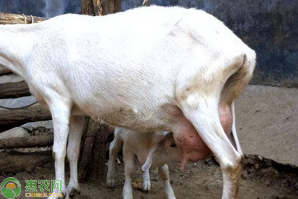 母羊流產后怎么飼養(yǎng)管理？-圖片版權歸惠農網所有