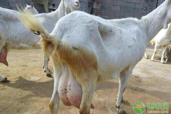 母羊流產后怎么飼養(yǎng)管理？-圖片版權歸惠農網所有