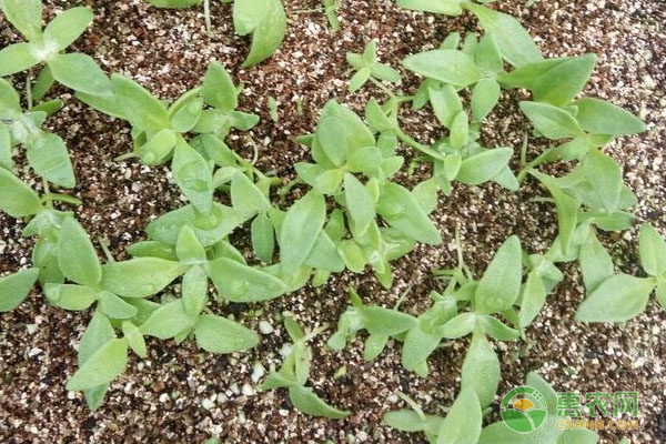 冰菜的種植管理與采收-圖片版權歸惠農網(wǎng)所有